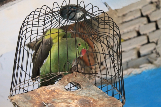take papige tu živijo v divjini (in še neke modre ptice), ampak Mitu se je sam povabil v njihovo hišo