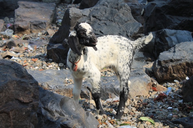 najlustkanejsa po umazaniji rijoca mini koza ever