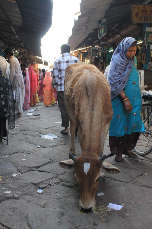 tale krava je zasedala ves prehod. potem se je vanjo besno hupajoč pognal rikšar in jo zrinil nekam med stojnice, blazno smešno :)